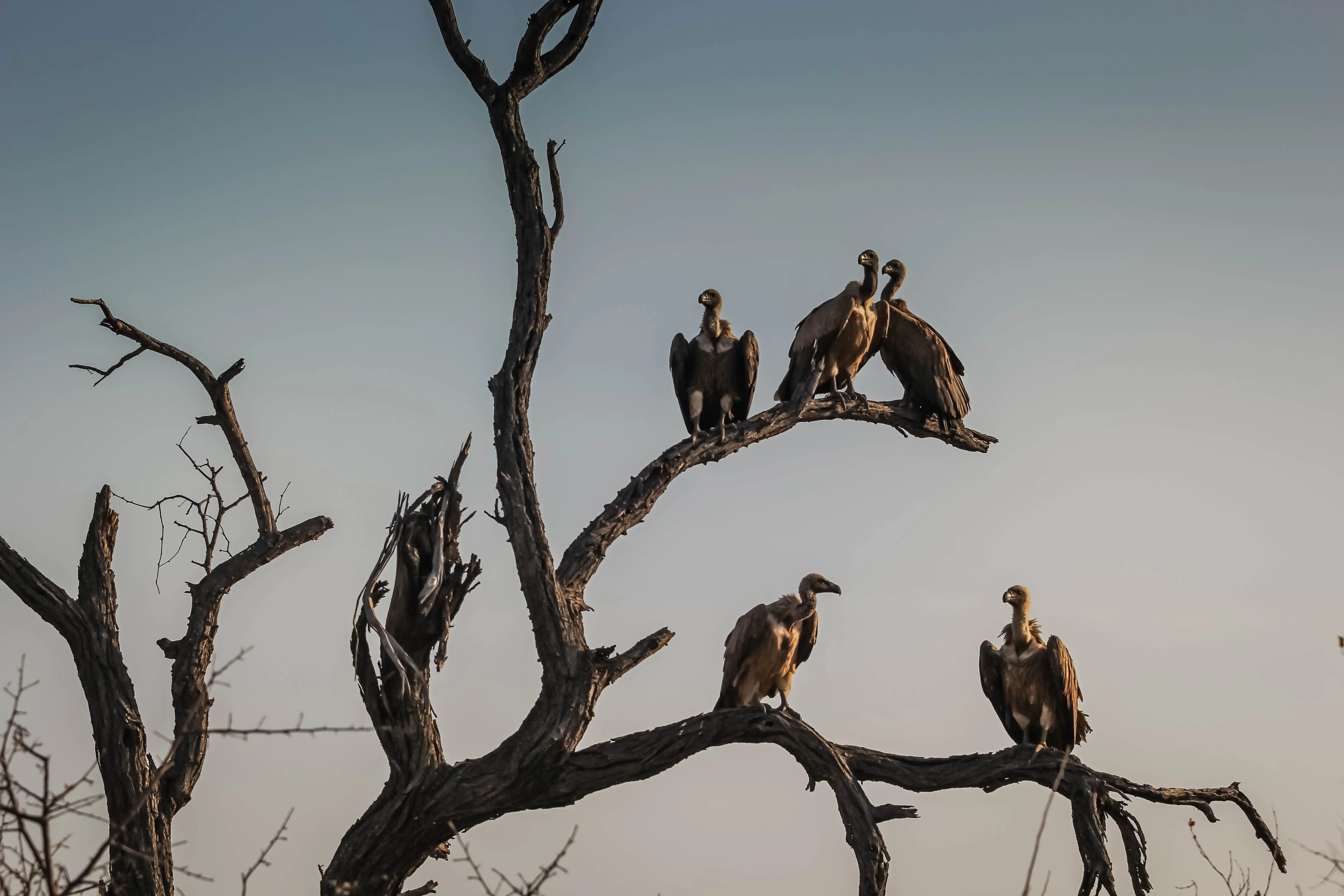 Life After Life explores the Zoroastrian and Tibetan philosophies on deathcare in the form of sky burials, the act of giving one's body back to nature in the end to feed himalayan vultures.